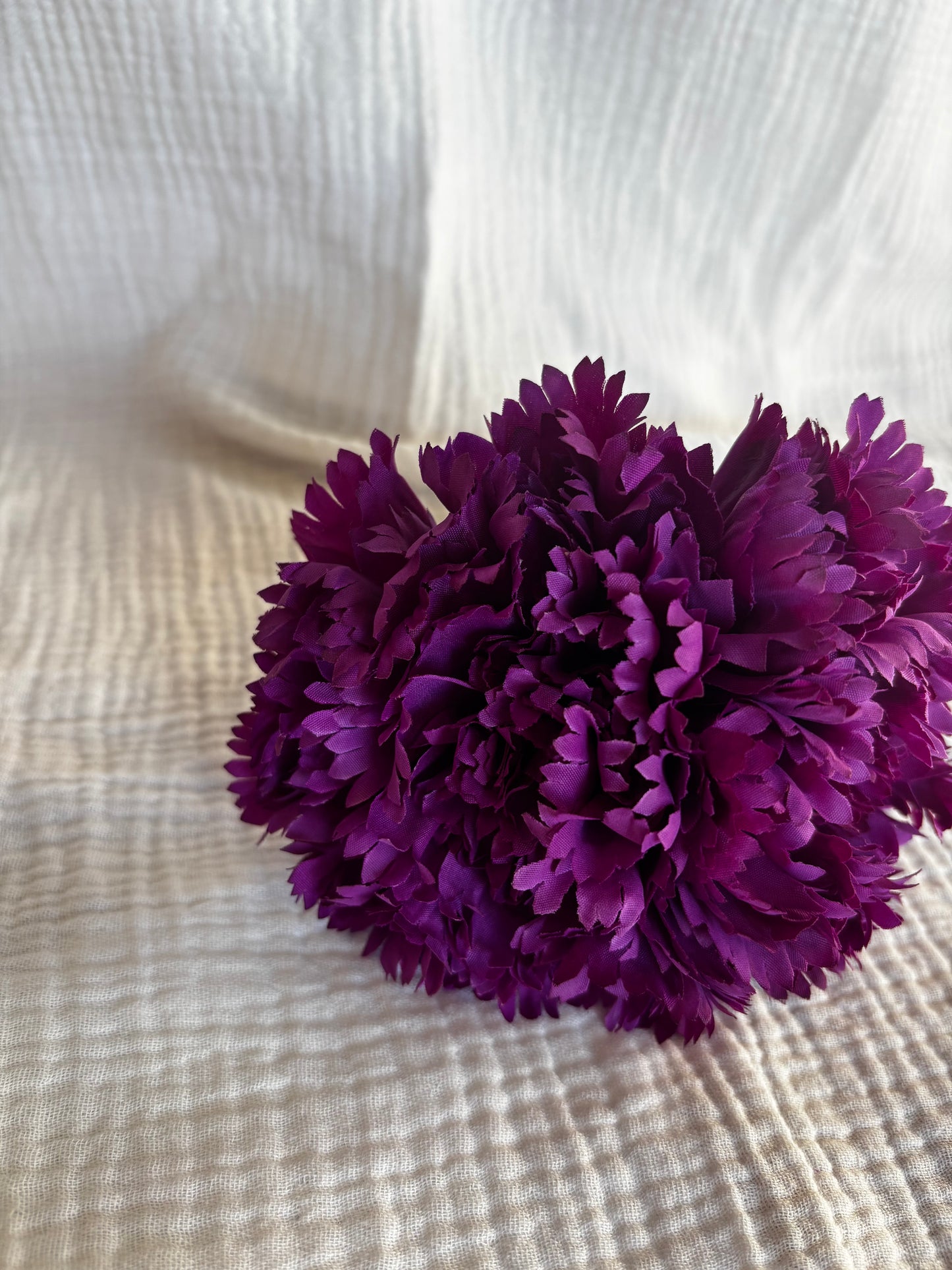 Clavel morado