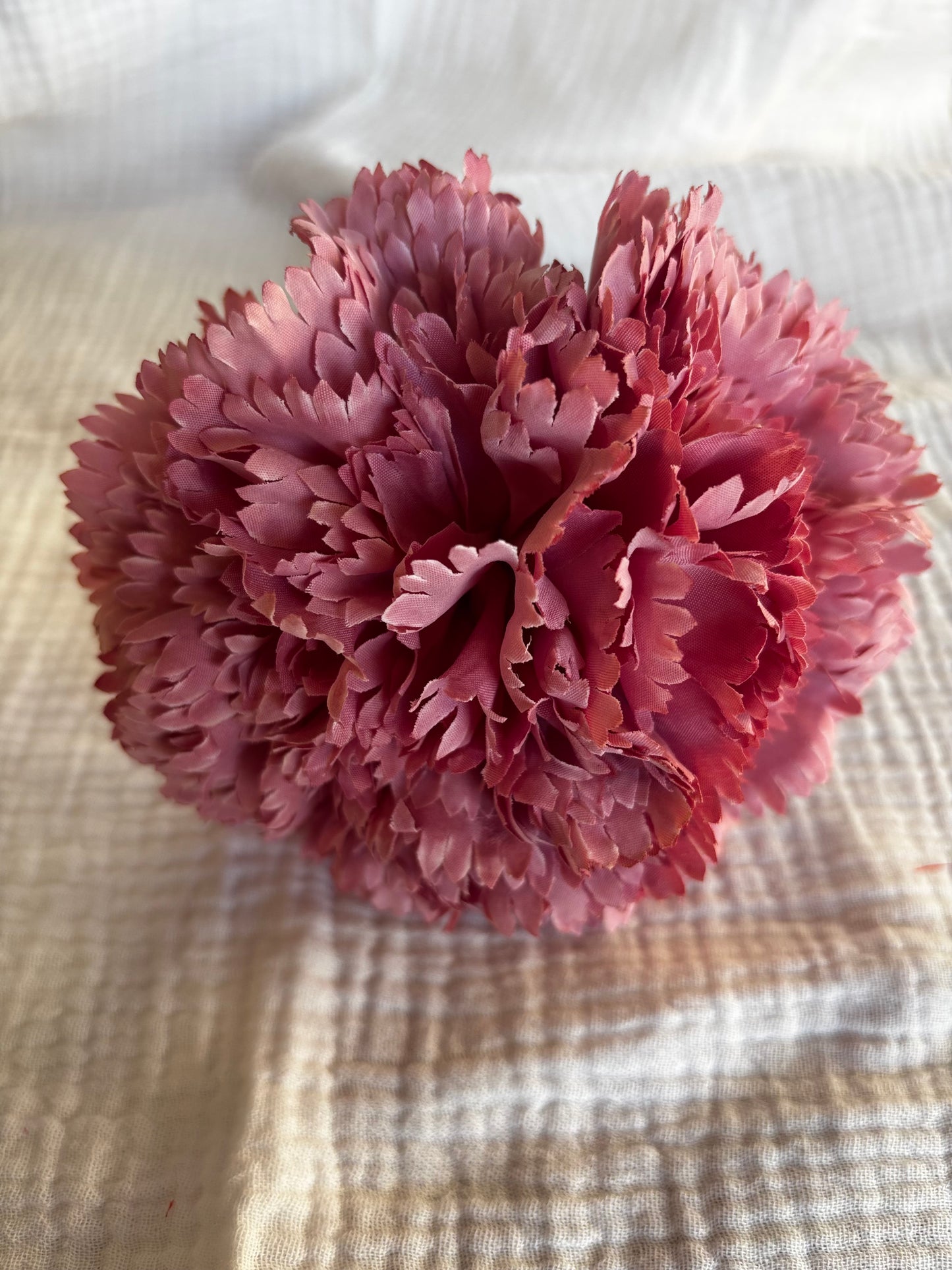 Clavel rosa bebé