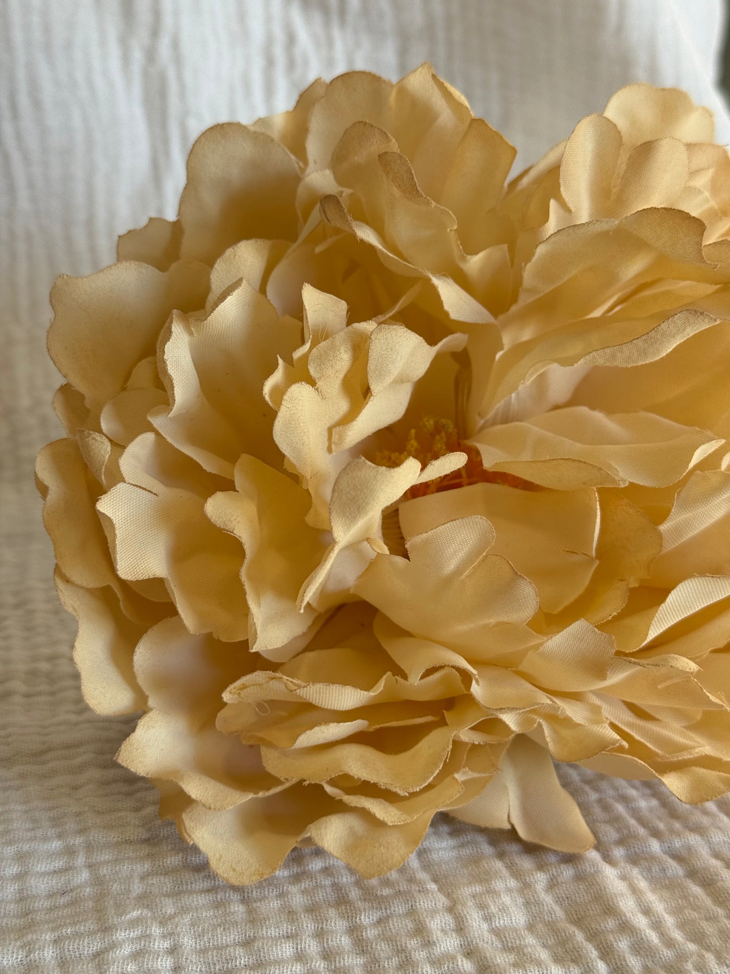 Peonia Sevilla beige