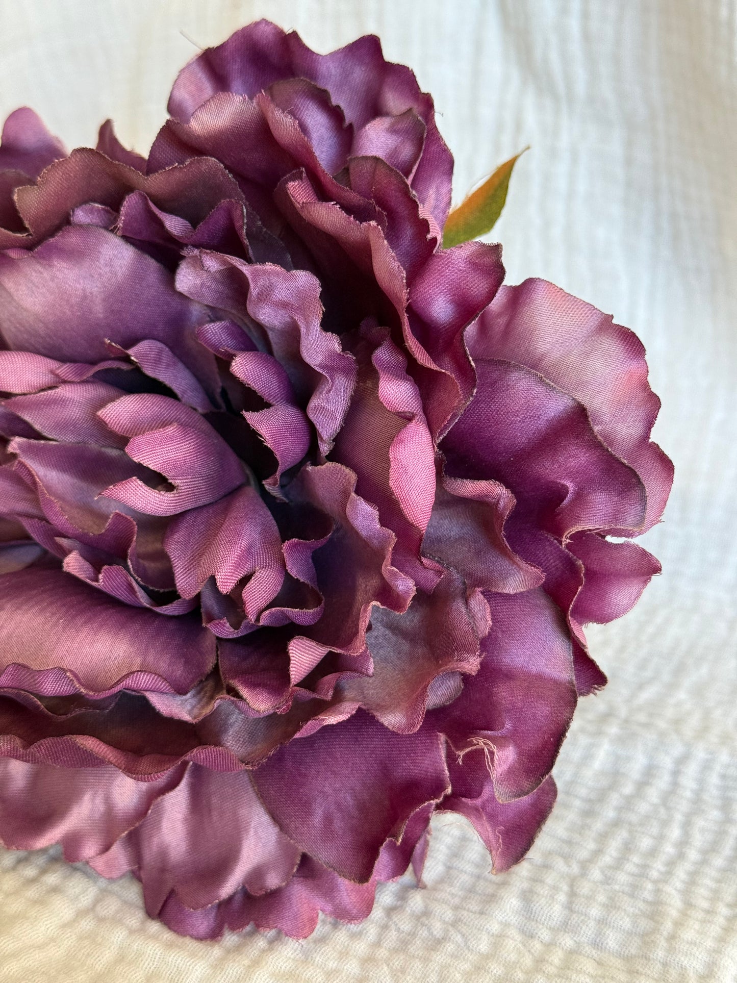 Peonia Sevilla malva