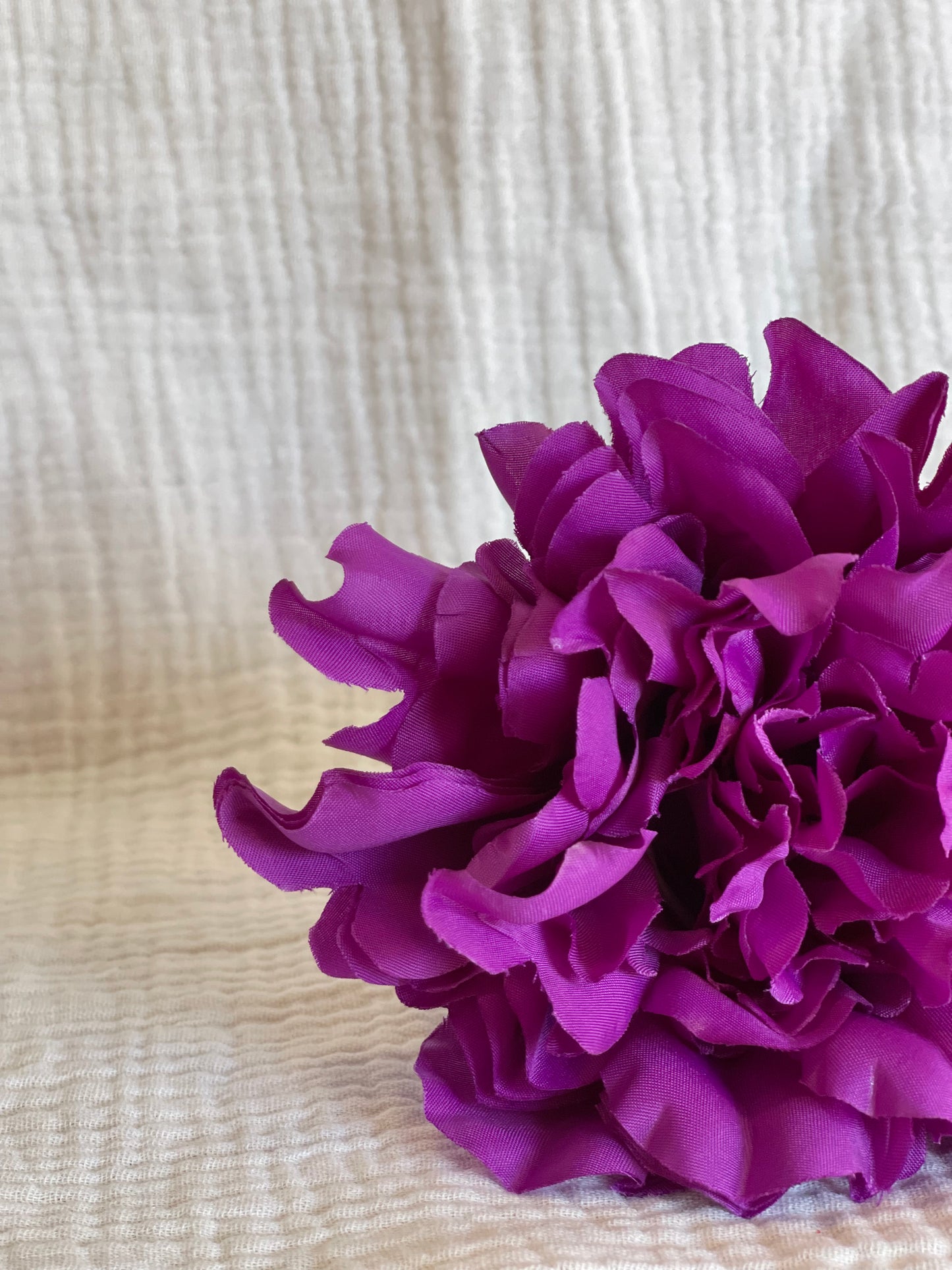 Rosa Cádiz Morada